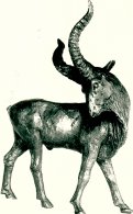 Steinbock